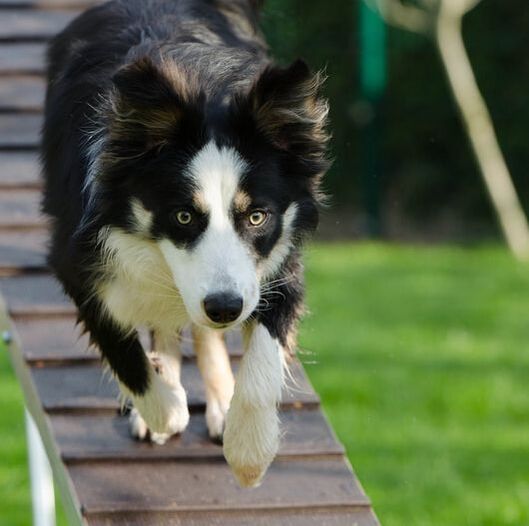 How to train your Border Collie — 5 key steps - OneMind Dogs